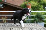 BORDER COLLIE 1227
